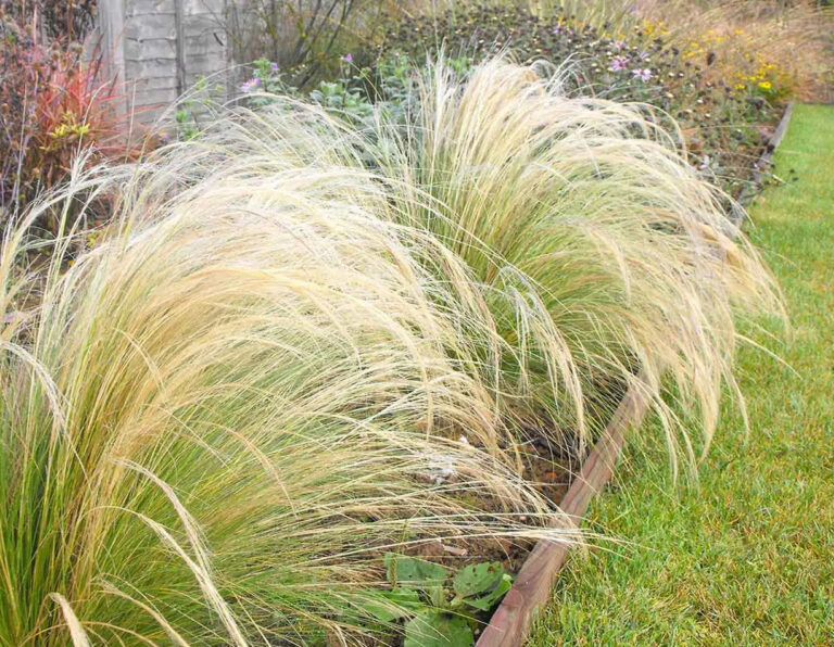 Stipa tenuissima