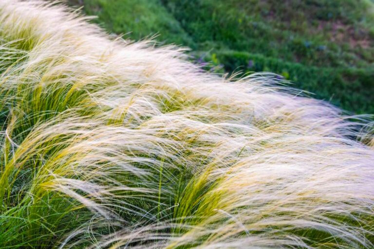 Stipa tenuissima "Ponytails"