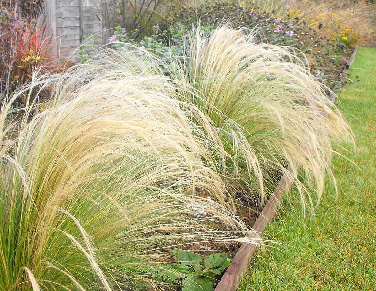 Stipa tenuissima