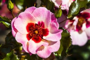 Rosa "Babylon Sweet Eyes"