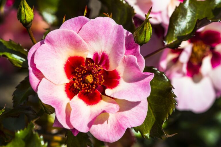 Rosa "Babylon Sweet Eyes"