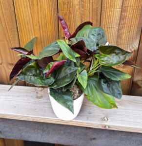 Syngonium erythrophyllum "Red Arrow"