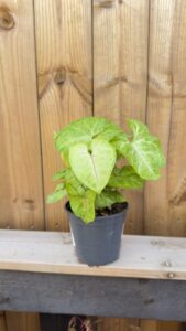 Syngonium Golden Allusion