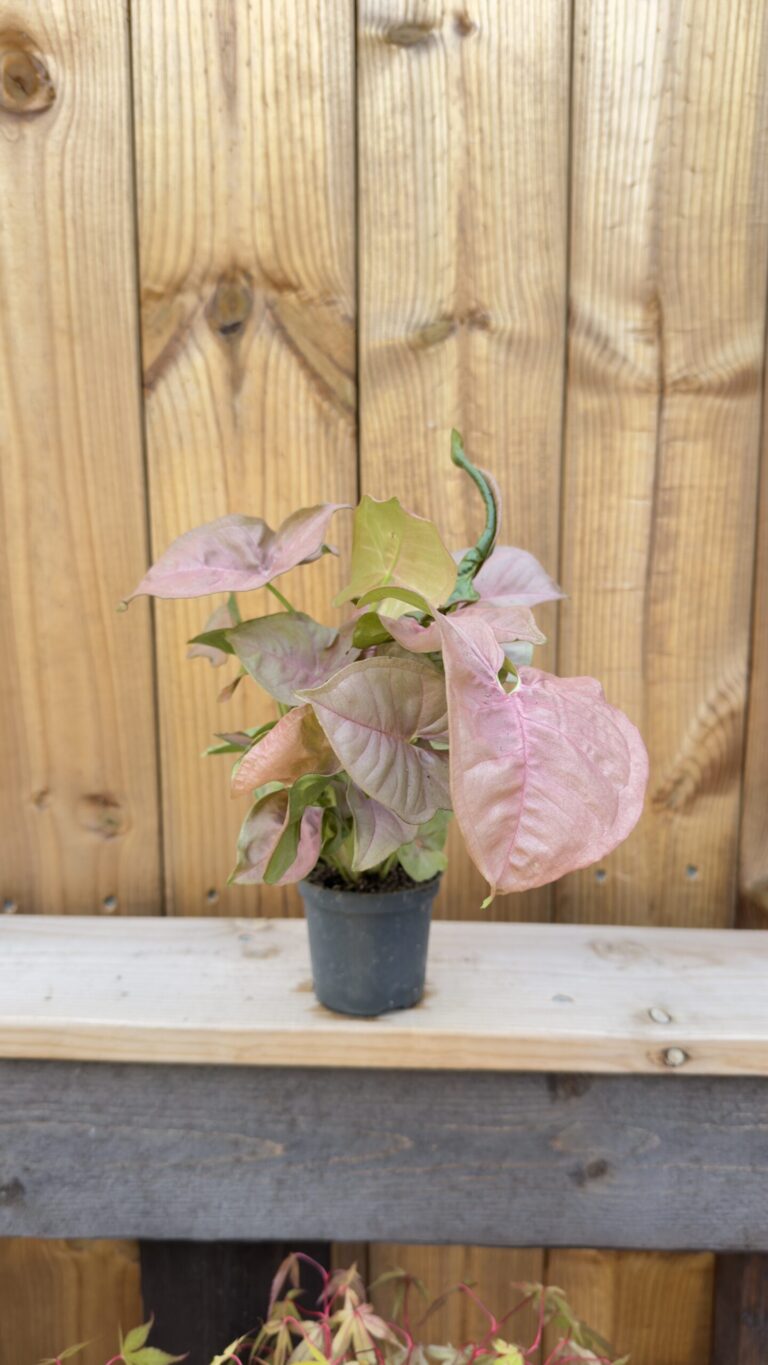 Syngonium Neon Robusta