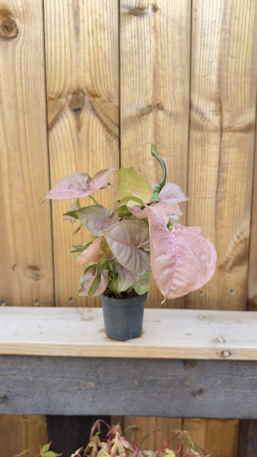 Syngonium Neon Robusta