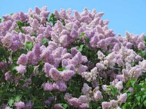 Syringa josikaea