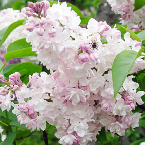 Syringa vulgaris "Beauty of Moscow"