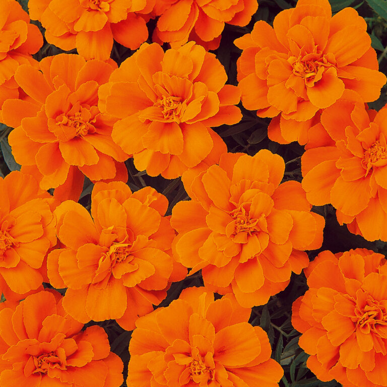 Tagetes