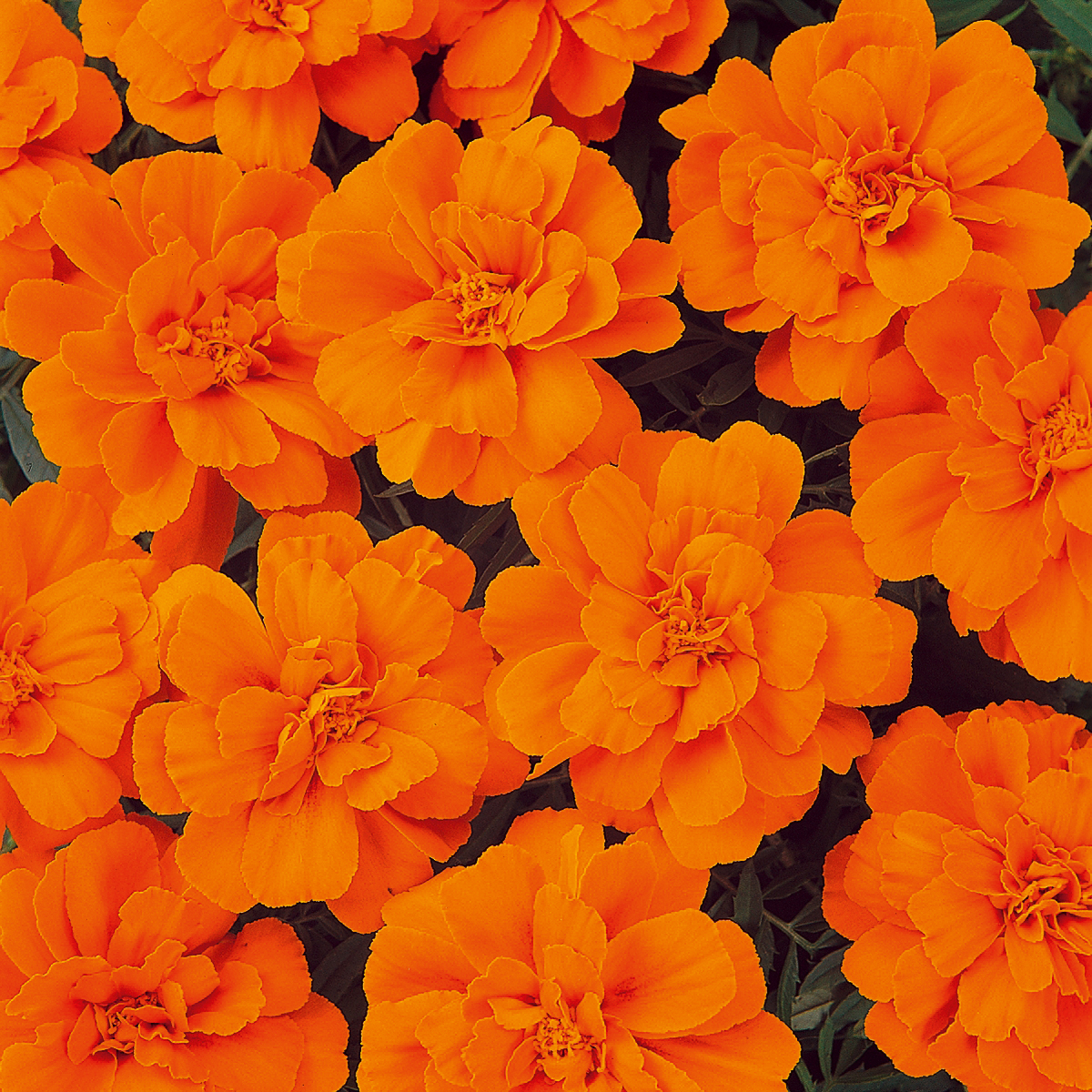Tagetes