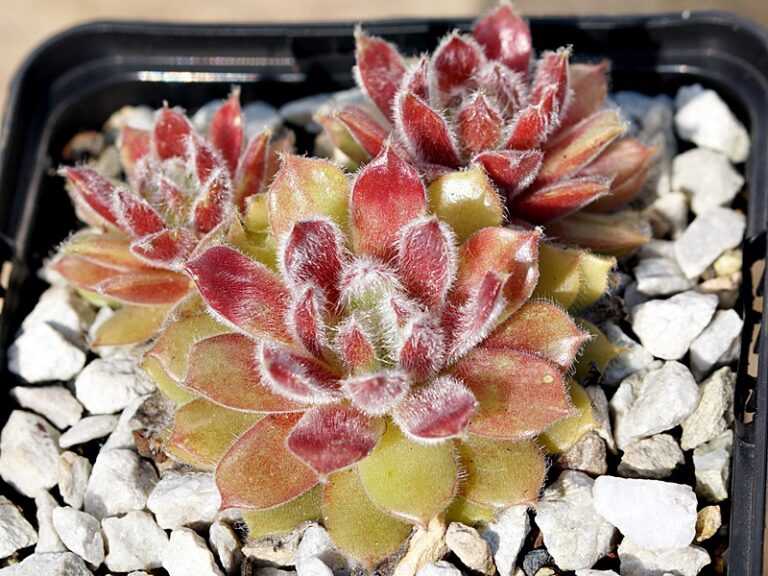 Sempervivum "Tarantula"