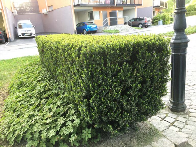 Taxus media "Hillii"