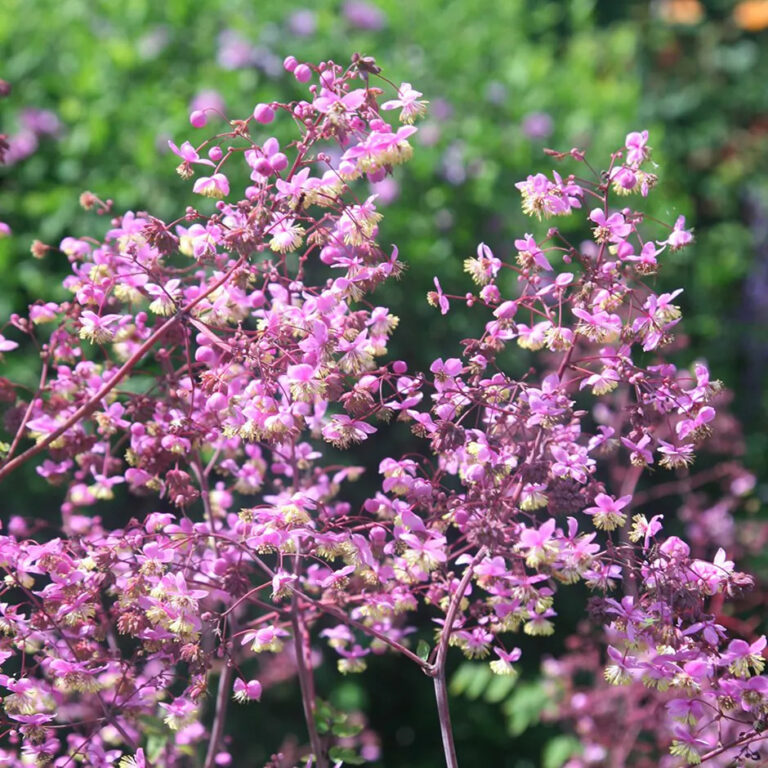 Thalictrum rochebrunianum