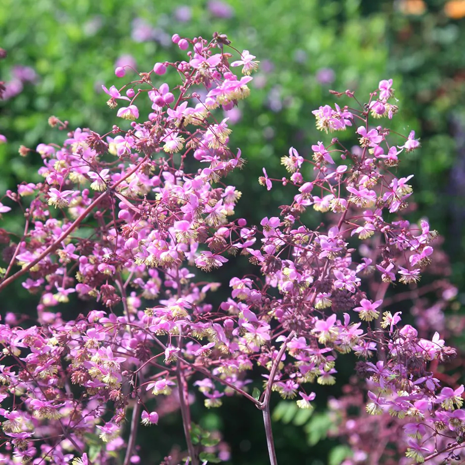 Thalictrum rochebrunianum