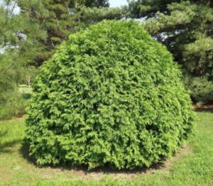 Thuja occidentalis "Little Champion"