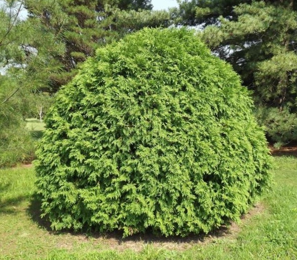 Thuja occidentalis "Little Champion"
