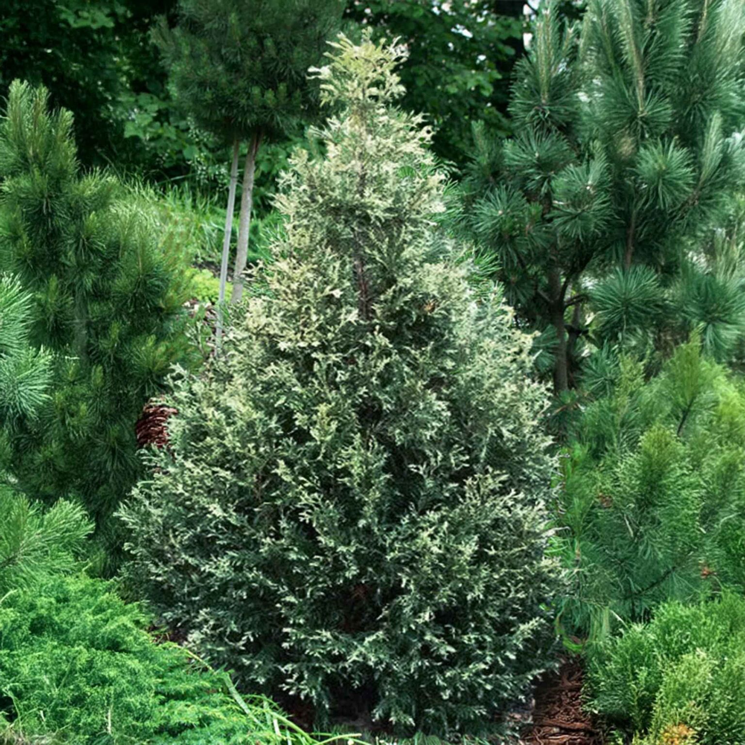 Thuja occidentalis "Silver Smaragd"