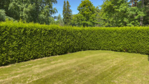 Thuja occidentalis "Brabant"