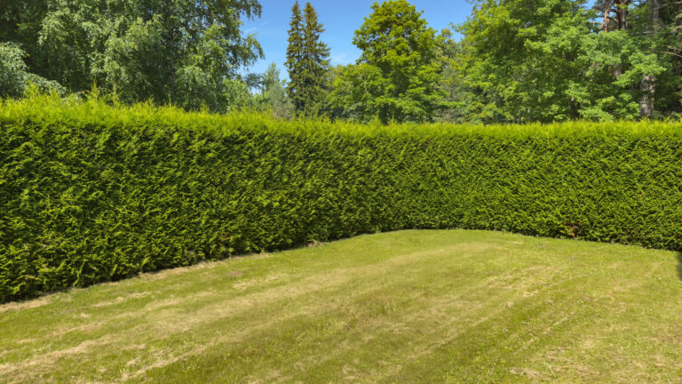 Thuja occidentalis "Brabant"