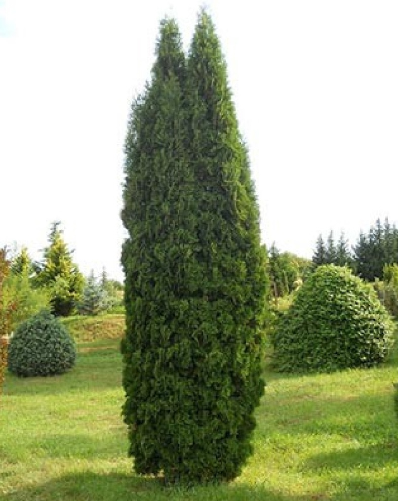 Thuja occidentalis "Columna"