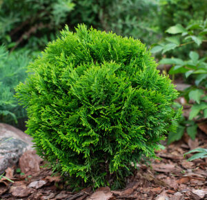 Eastern white cedar "Danica" 25-30 cm