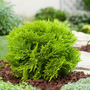 Thuja occidentalis "Danica Aurea"