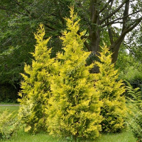 Thuja occidentalis "Golden Brabant"