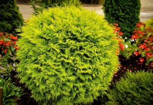Thuja occidentalis "Golden Globe"