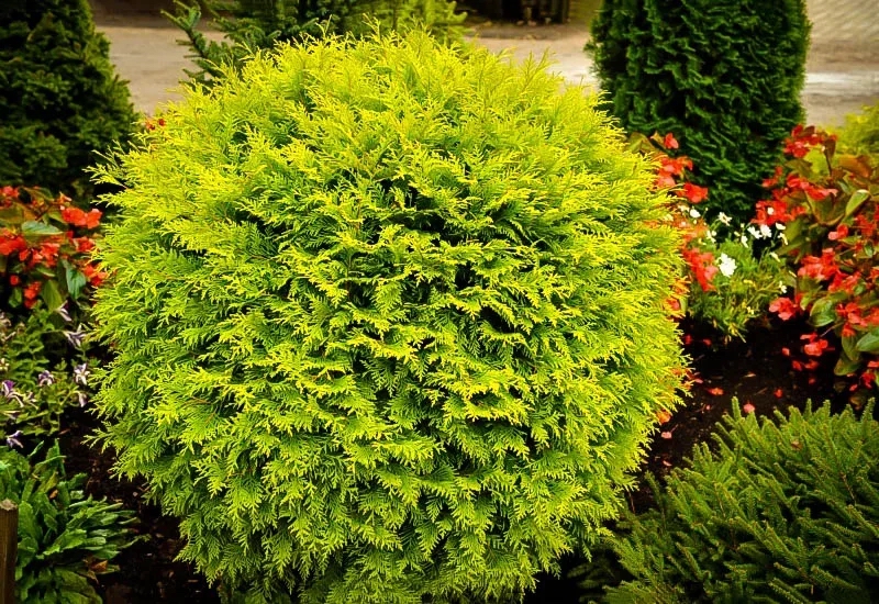 Thuja occidentalis "Golden Globe" 20-30 cm