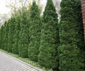 Thuja occidentalis "Holmstrup"