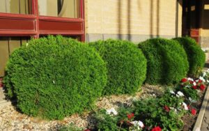 Thuja occidentalis "Little Giant"
