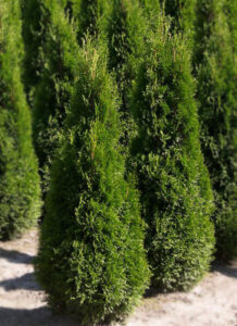 Thuja occidentalis "Pyramidalis Compacta"