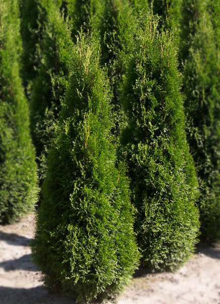 Thuja occidentalis "Pyramidalis Compacta"