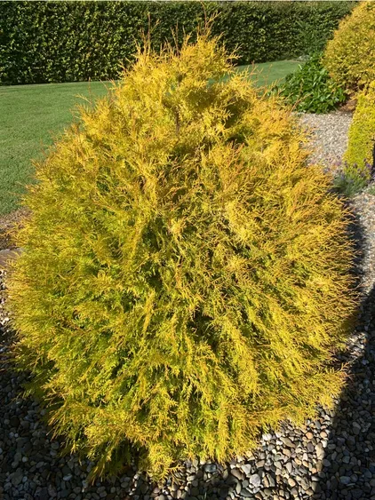 Thuja occidentalis "Rheingold"