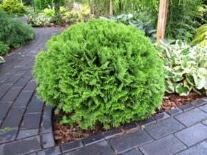 Thuja occidentalis "Tiny Tim"