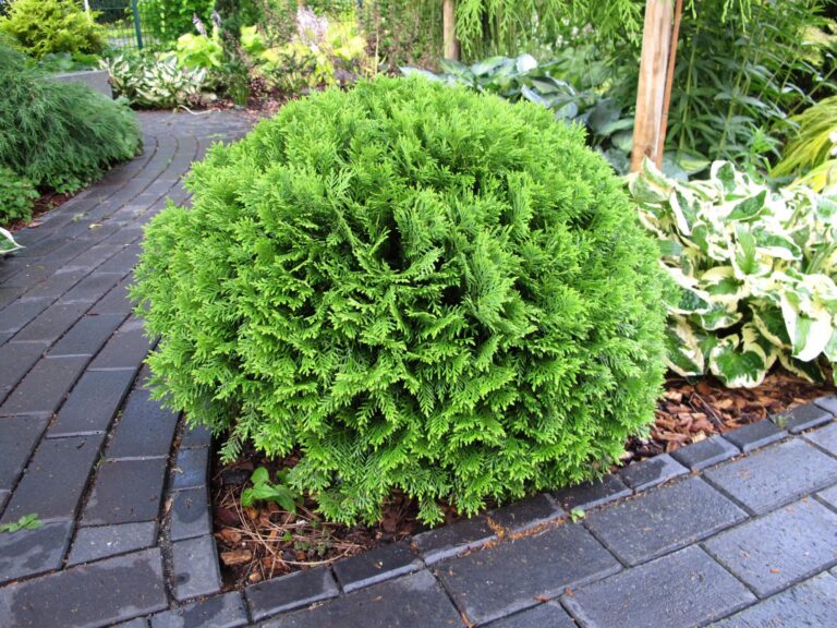 Thuja occidentalis "Tiny Tim"