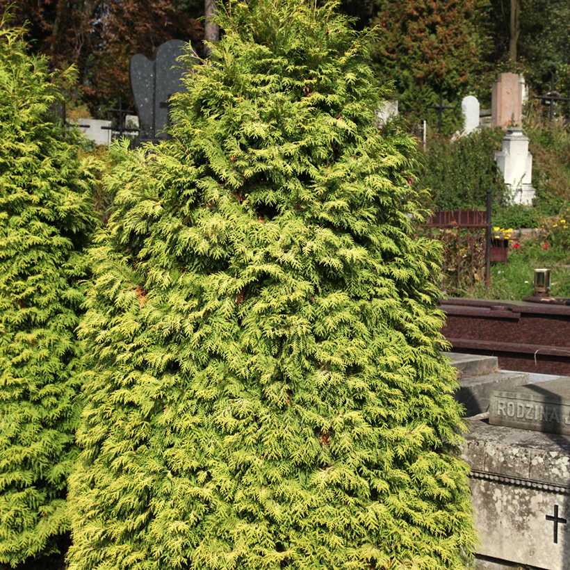 Thuja occidentalis "Wareana Lutescens"