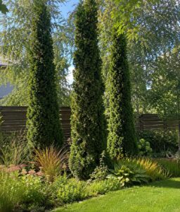 Thuja occidentalis "Degroot's Spire"