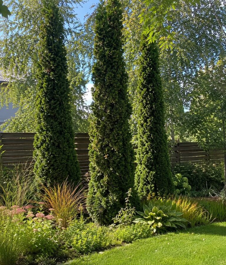 Thuja occidentalis "Degroot's Spire"