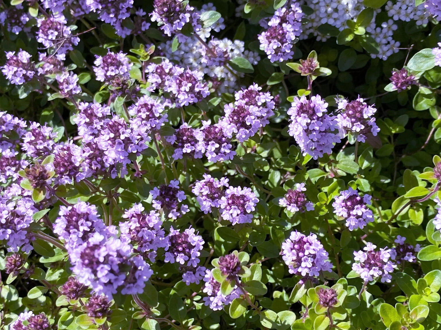 Thymus pulegioides