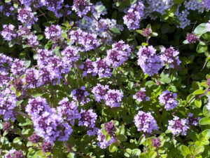 Thymus pulegioides