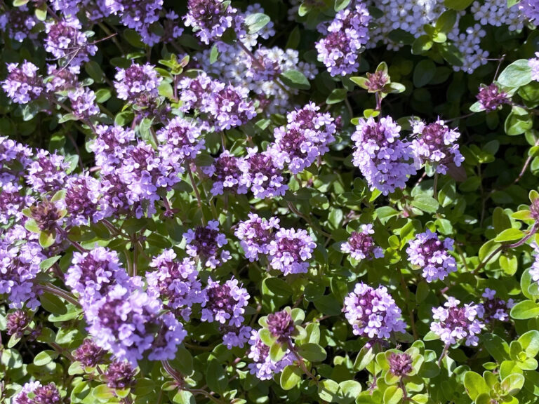 Thymus pulegioides
