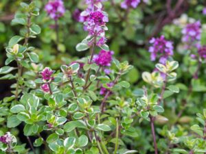 Thymus pulegioides "Foxley"
