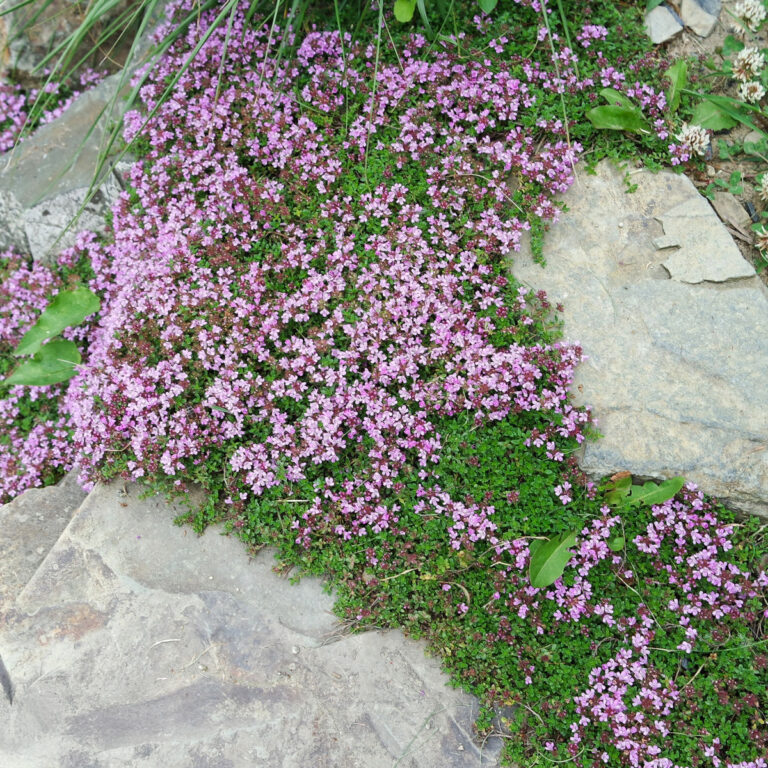 Thymus serpyllum
