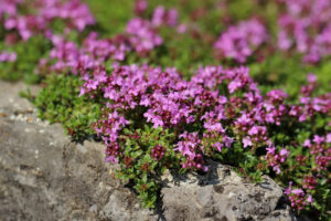 Thymus serpyllum "Magic Carpet"