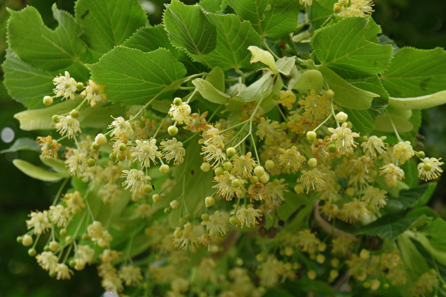 Tilia cordata