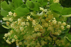 Tilia cordata