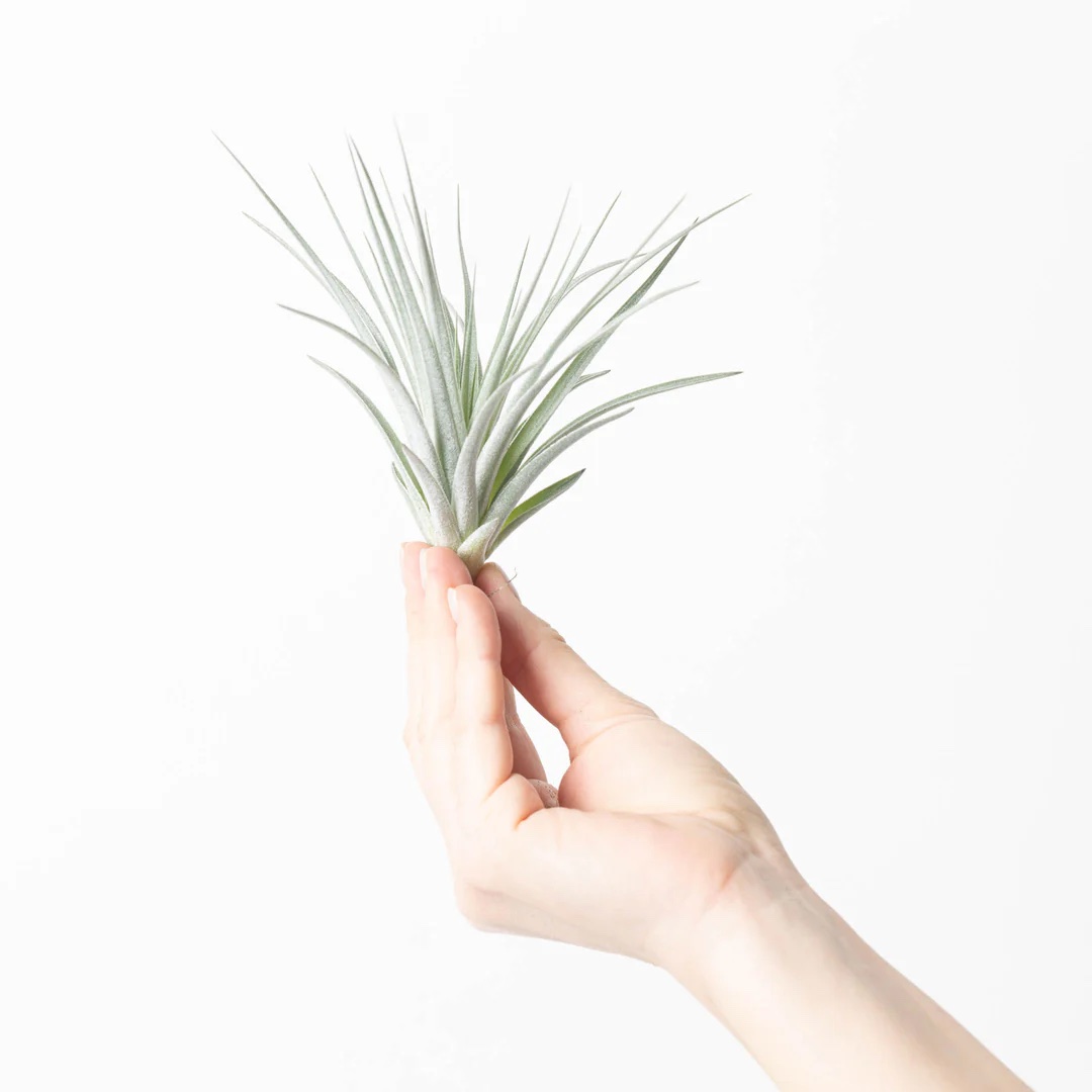 Tillandsia "Silver Kop"