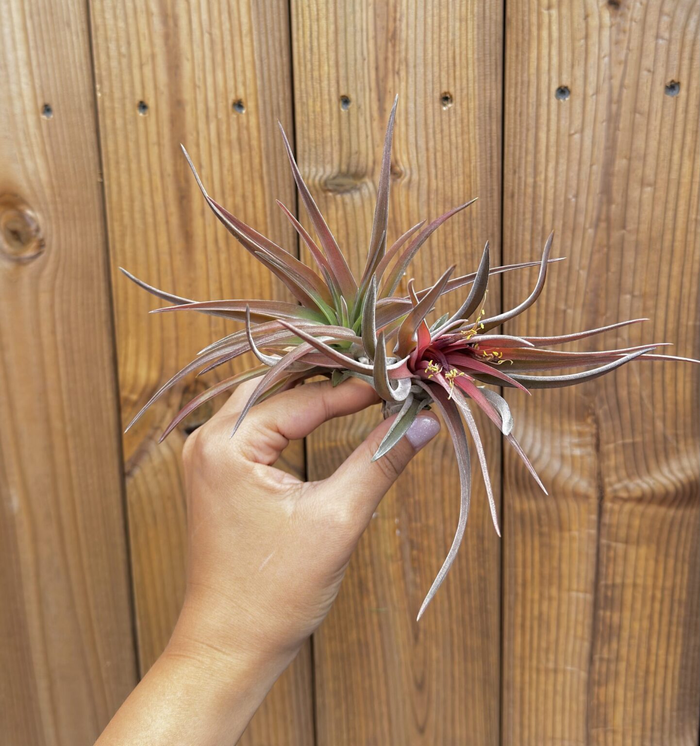 Tillandsia abdita lielā sarkanā