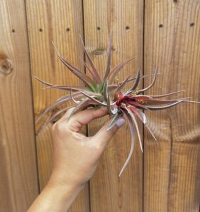 Tillandsia abdita punainen suuri