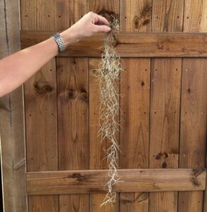 Tillandsia usneoides pieni nippu